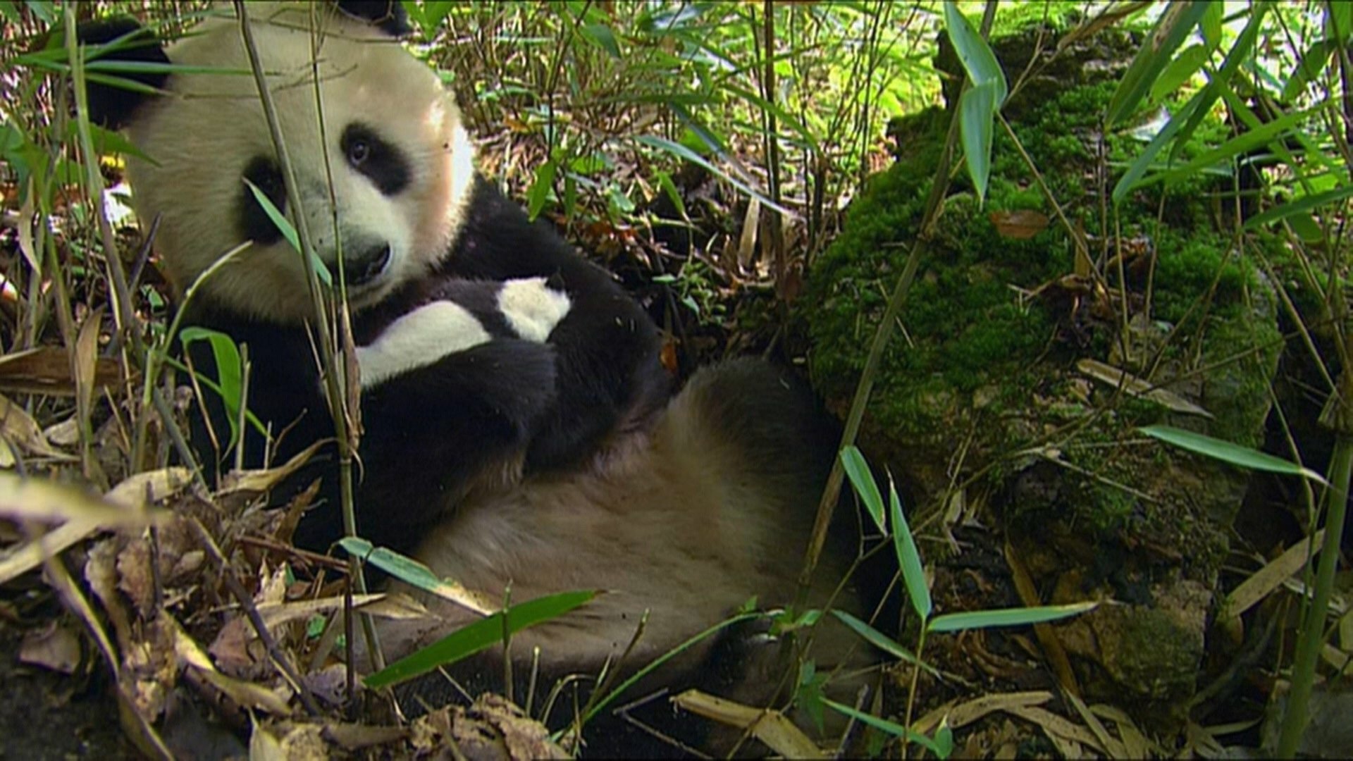 The Future: Saving Species